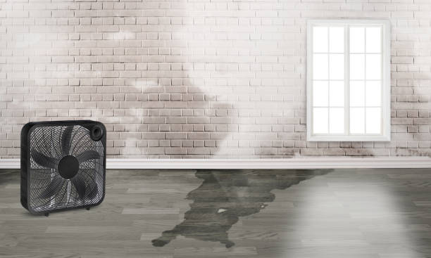 Best Water damage cleanup near me  in Somers, MT
